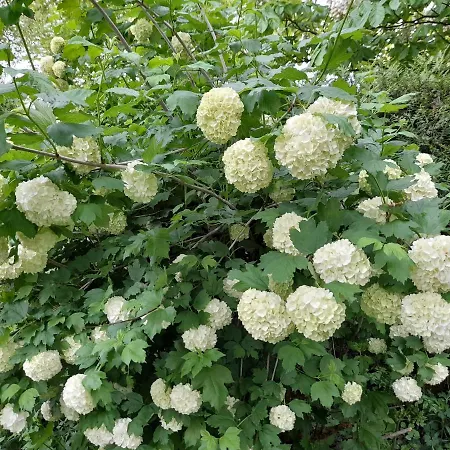 A L'oree Du Cedre ゲストハウス