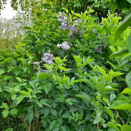 A L'oree Du Cedre Pensjonat