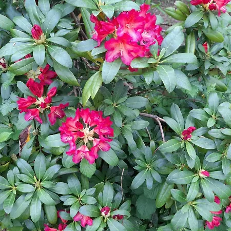 A L'oree Du Cedre プゾージュ