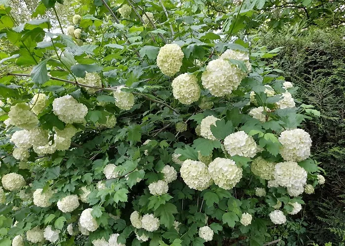 A L'oree Du Cedre 招待所