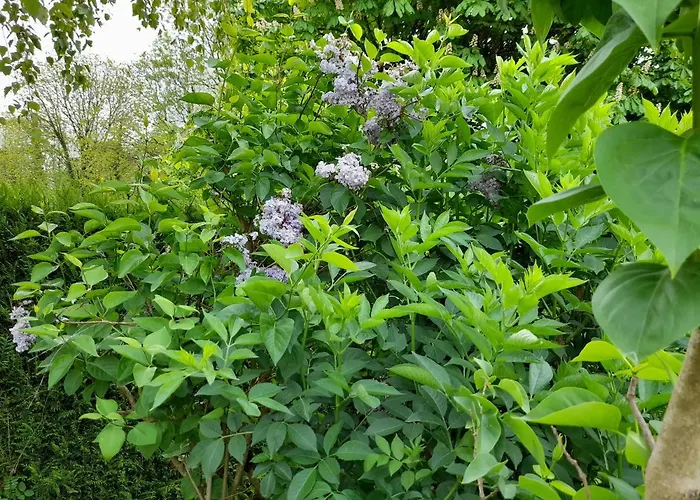 A L'oree Du Cedre 招待所