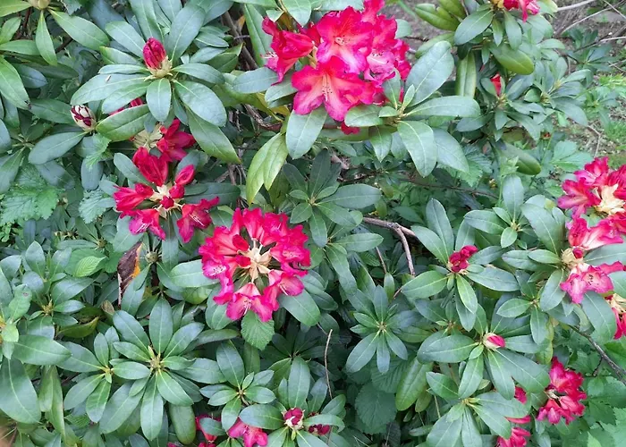 A L'oree Du Cedre 普佐日